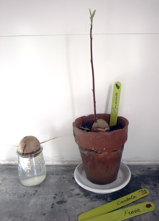 Eine Avocado pflanzen