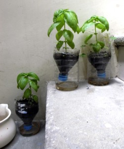 Albahaca en botellas