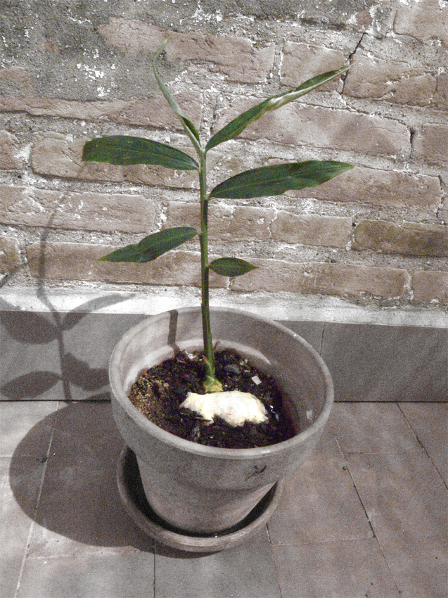 Plantar jengibre