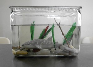 Hannahs Aquarium
