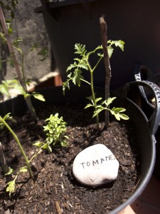 Piedras con el nombre de las plantas