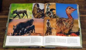 Juego de reír con animales