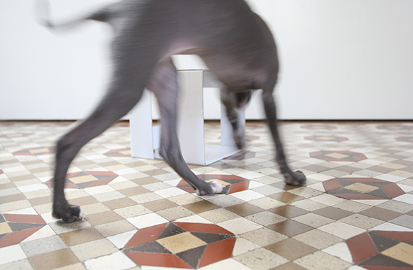 2 mitbewohner hund comparte piso perro new homemate dog