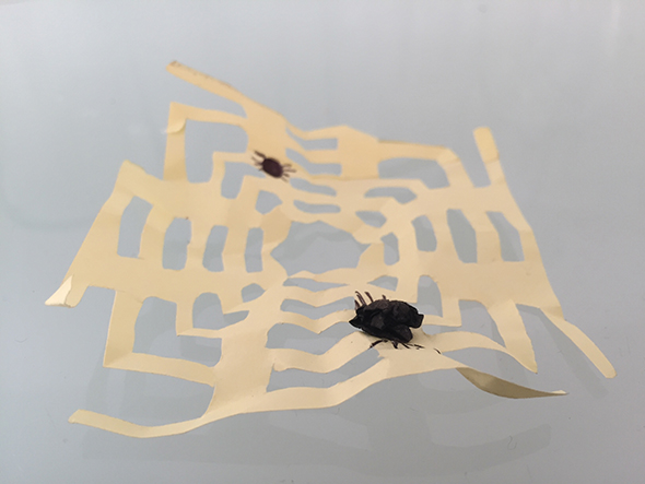 Nereas Spinnennetz