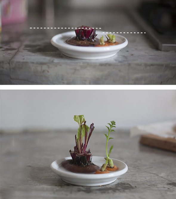 Regrowing vegetables