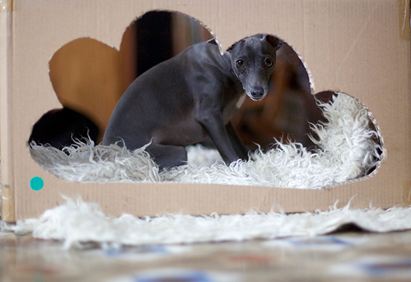 lu-lu-hund-perro-dog-galgo-italiano-italienisches-windspiel-familienhund-italien-greyhound-fotoshooting-lucrecia